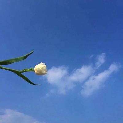 十二战记手游下载